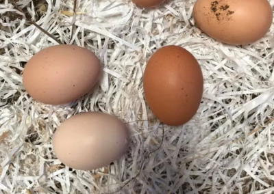 farmers eggs